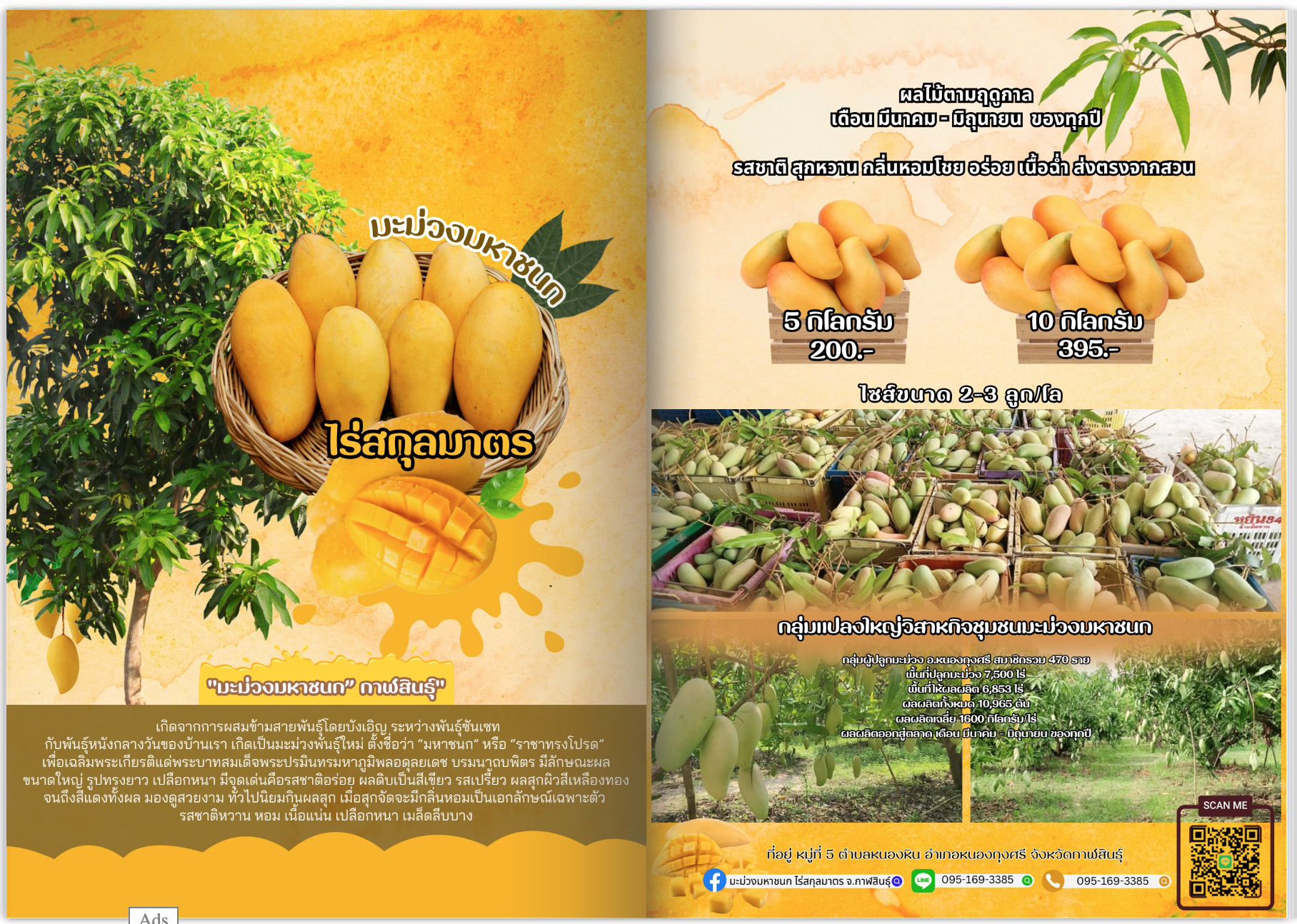มะม่วงมหาชนกกาฬสินธุ์